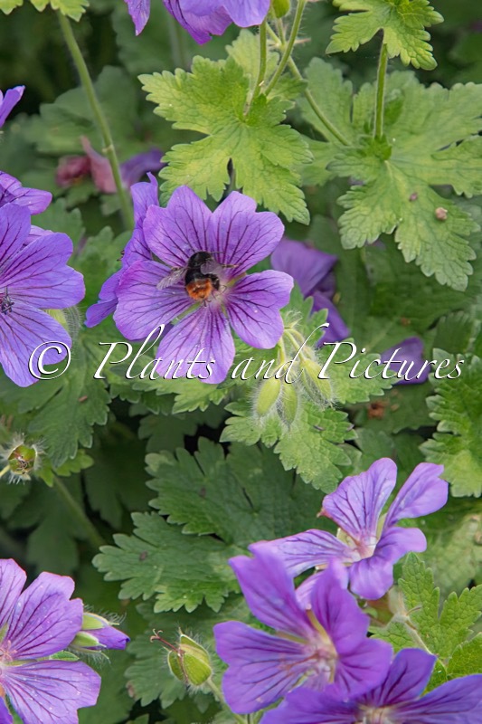 Geranium magnificum