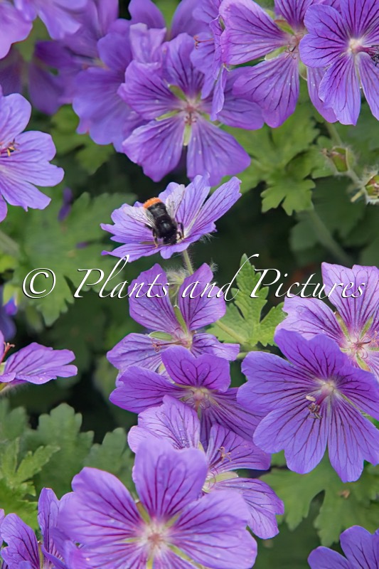 Geranium magnificum