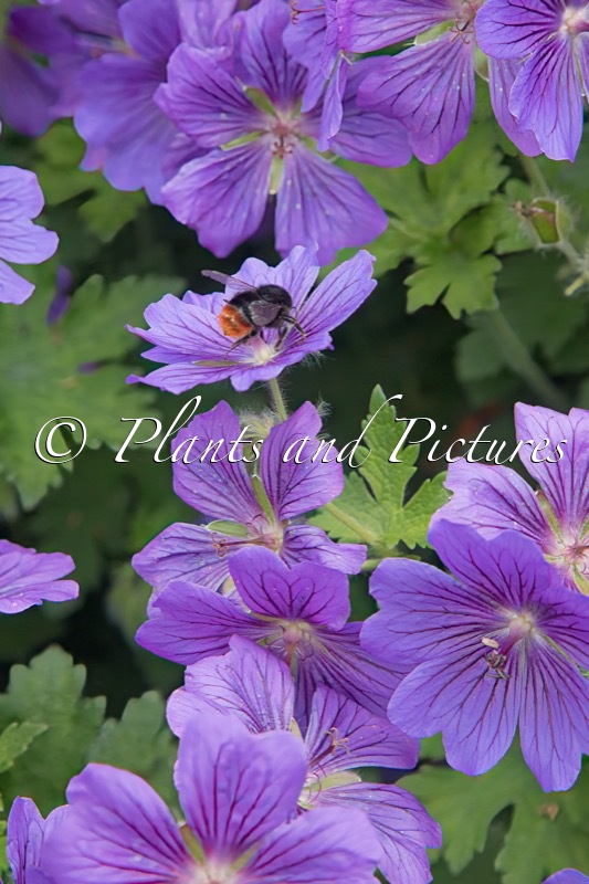 Geranium magnificum