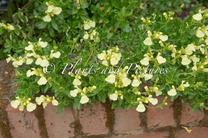 Salvia jamensis ‘Lemon Light’