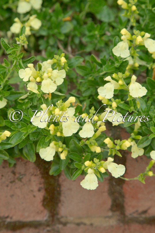 Salvia jamensis ‘Lemon Light’