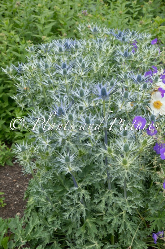 Eryngium zabelii ‘Big Blue’