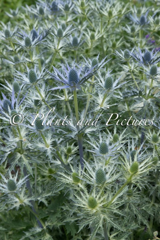Eryngium zabelii ‘Big Blue’