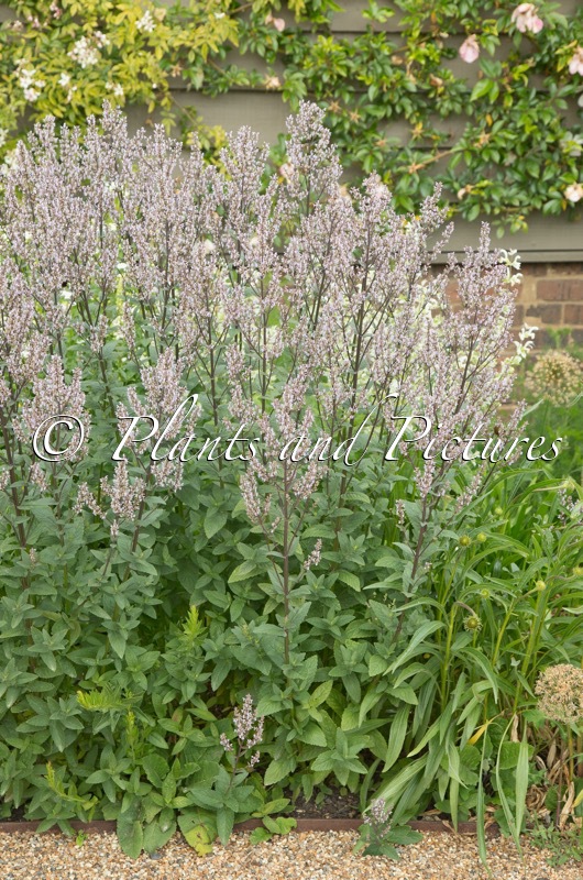 Nepeta nuda ‘Romany Dusk’