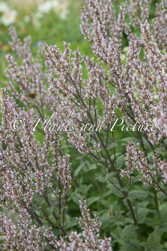 Nepeta nuda ‘Romany Dusk’