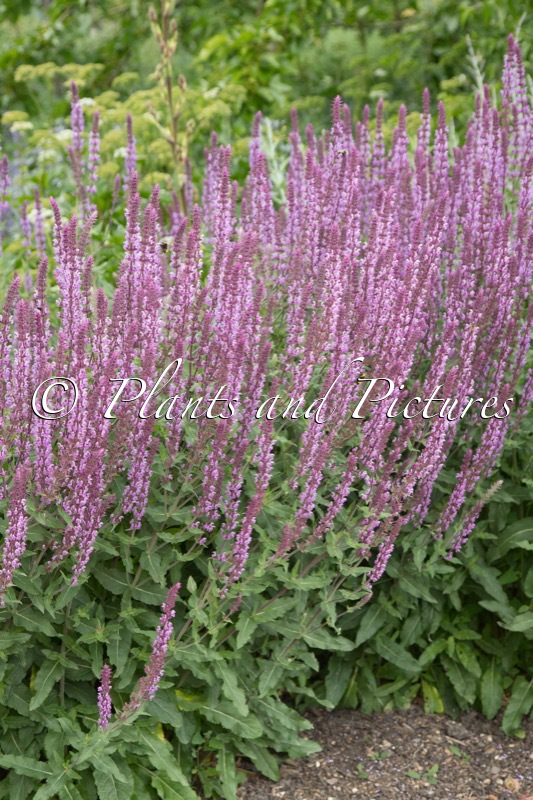 Salvia nemorosa ‘Amethyst’