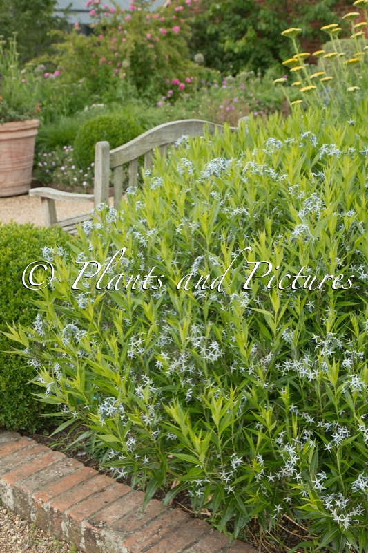 Amsonia tabernaemontana