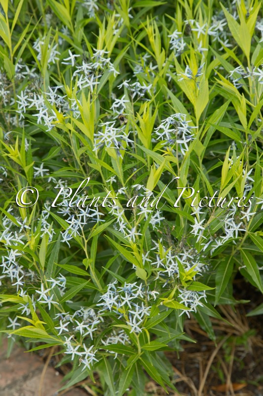 Amsonia tabernaemontana