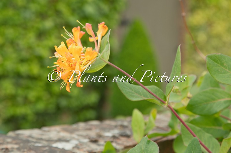 Lonicera tellmanniana
