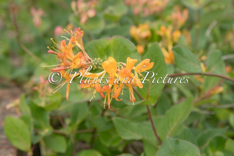 Lonicera tellmanniana