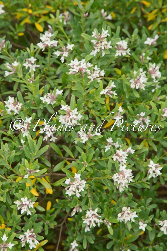 Daphne transatlantica ‘Blafra’ (ETERNAL FRAGRANCE)