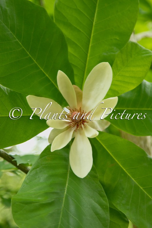 Magnolia pruhoniciana