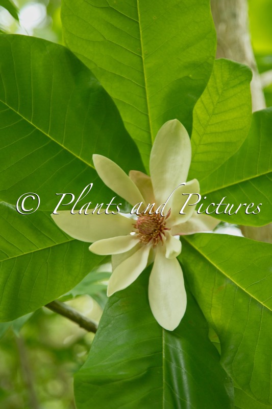 Magnolia pruhoniciana