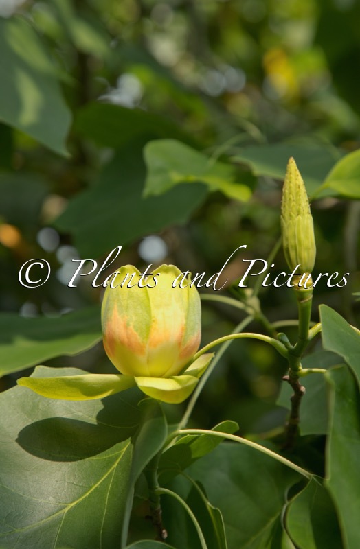 Liriodendron tulipifera