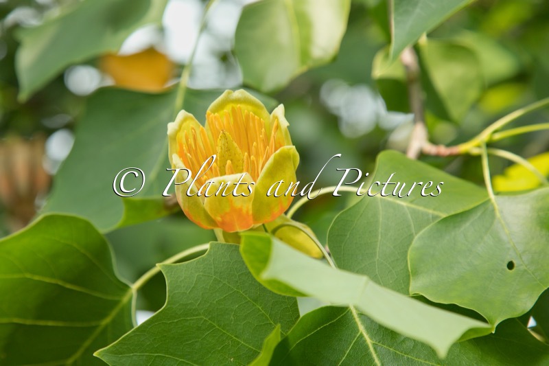 Liriodendron tulipifera