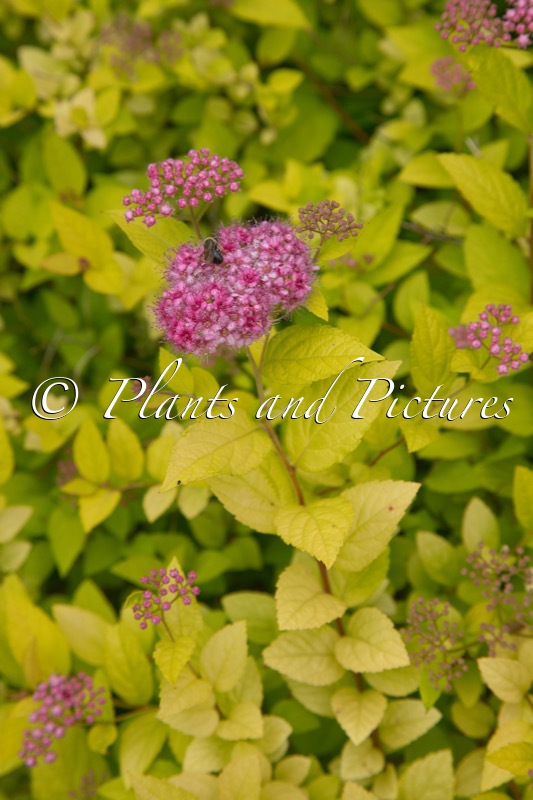 Spiraea japonica ‘Goldflame’
