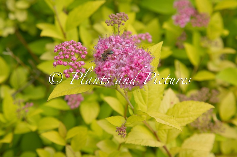 Spiraea japonica ‘Goldflame’