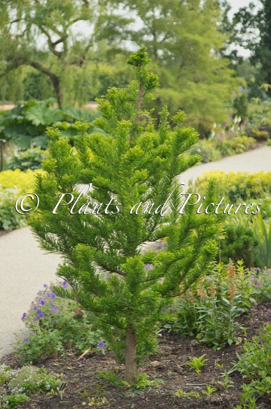 Taxodium distichum ‘Pevé Minaret’