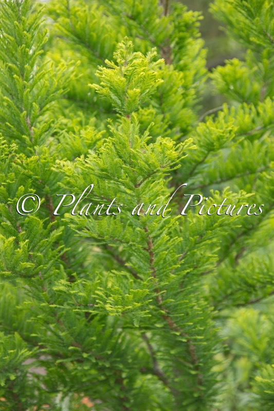 Taxodium distichum ‘Pevé Minaret’