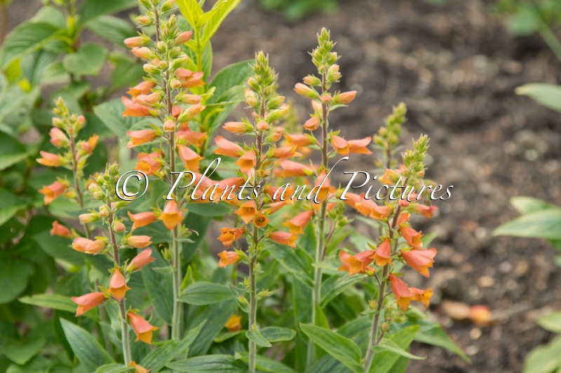 Digitalis valinii ‘Firecracker’