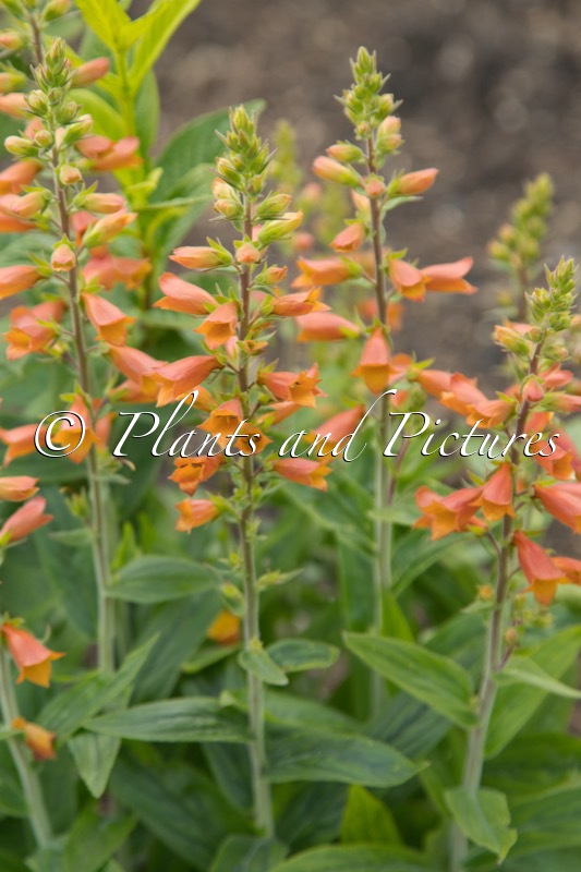 Digitalis valinii ‘Firecracker’