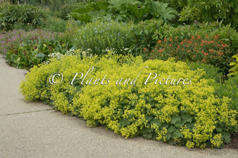 Alchemilla mollis