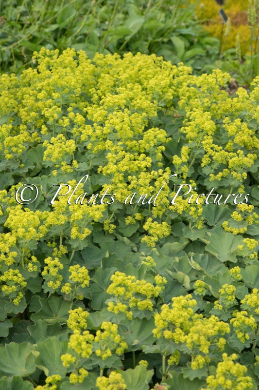 Alchemilla mollis