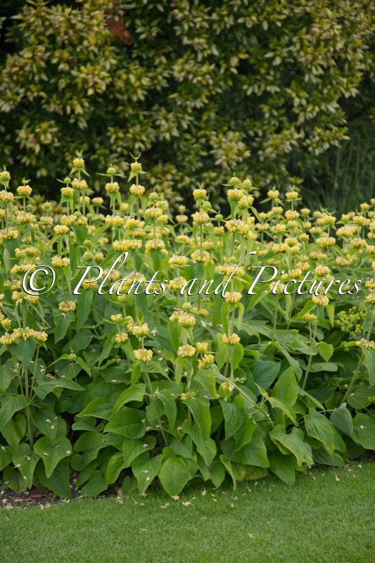 Phlomis russeliana