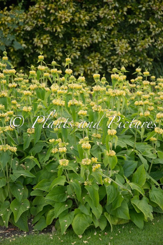 Phlomis russeliana