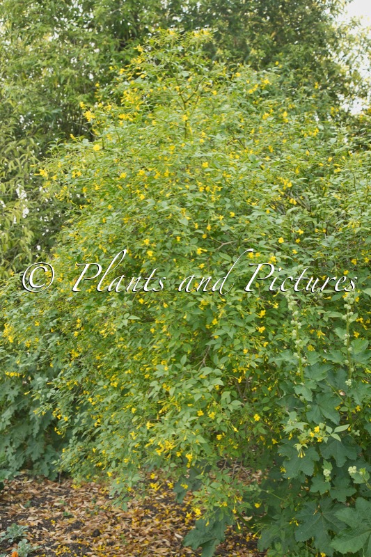 Jasminum humile ‘Revolutum’