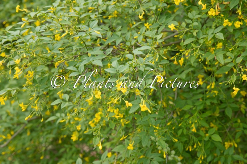 Jasminum humile ‘Revolutum’