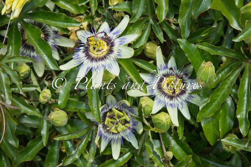 Passiflora caerulea
