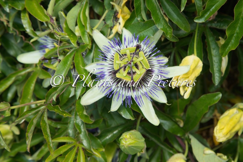Passiflora caerulea