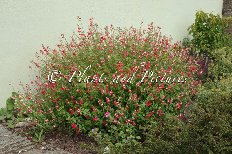 Salvia microphylla ‘Hot Lips’
