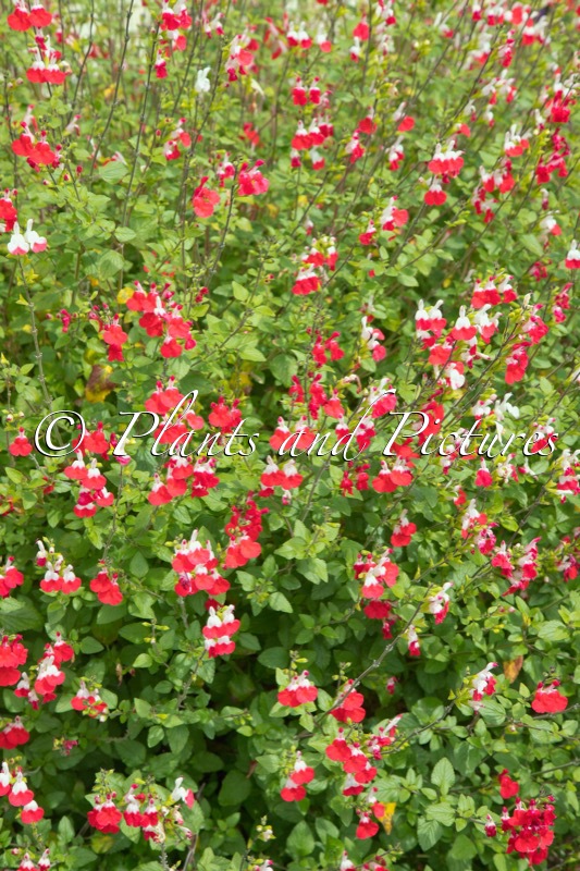 Salvia microphylla ‘Hot Lips’