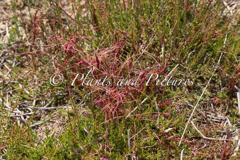 Cuscuta europaea subsp. halophyta