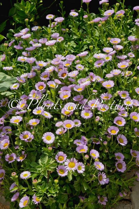 Erigeron glaucus
