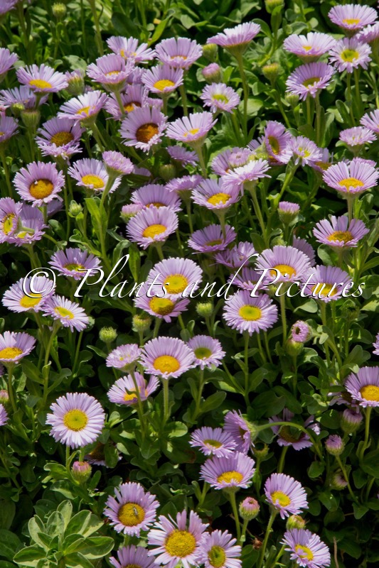 Erigeron glaucus