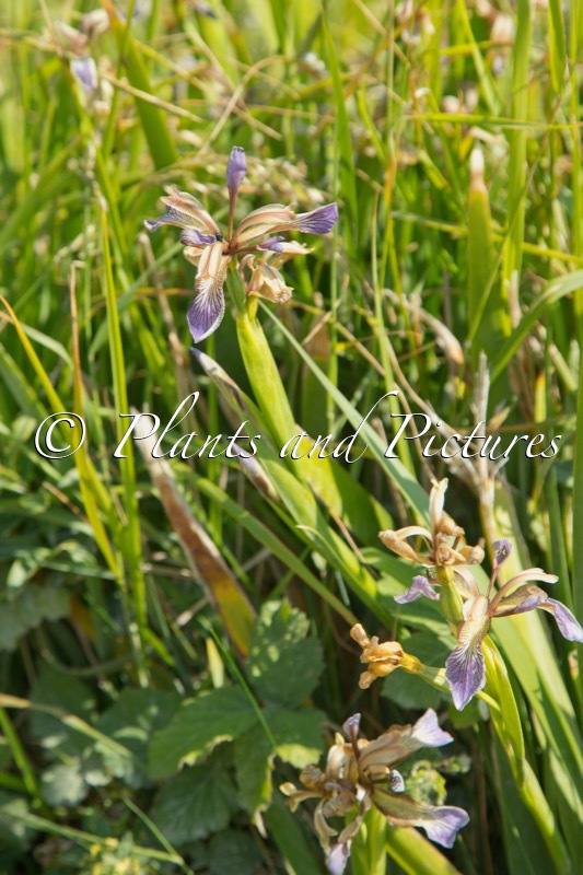 Iris foetidissima