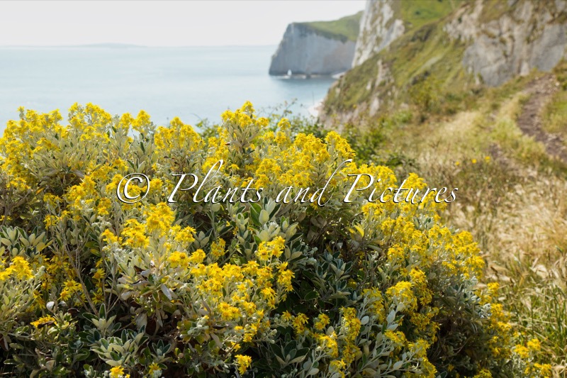 Brachyglottis ‘Sunshine’