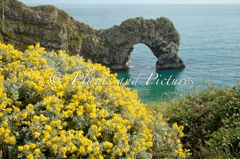 Brachyglottis ‘Sunshine’