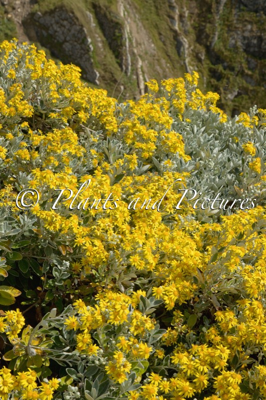 Brachyglottis ‘Sunshine’