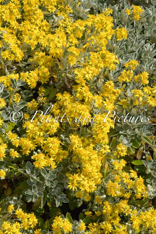 Brachyglottis ‘Sunshine’