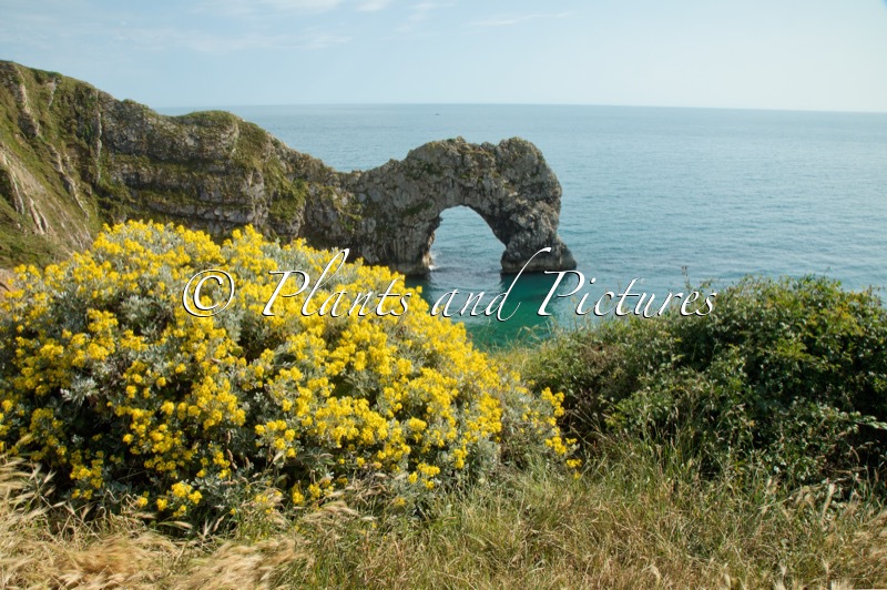 Brachyglottis ‘Sunshine’