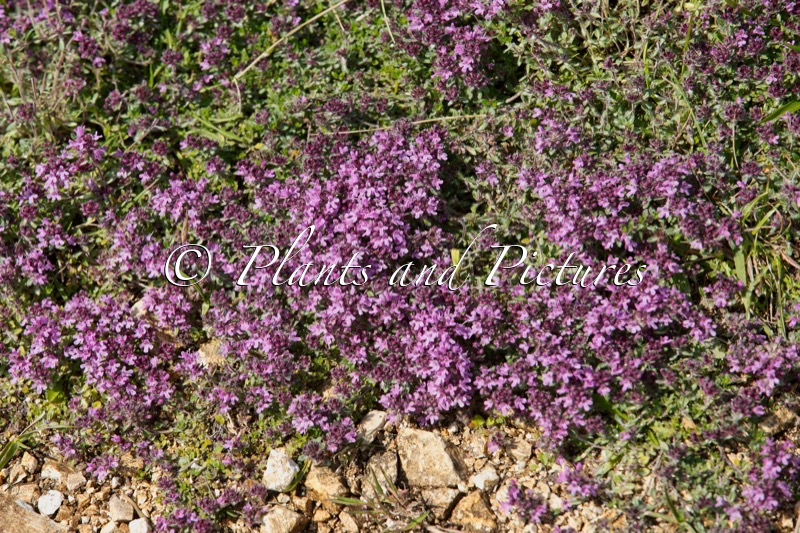 Thymus serpyllum