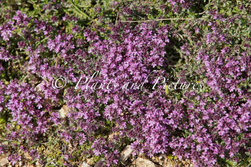 Thymus serpyllum