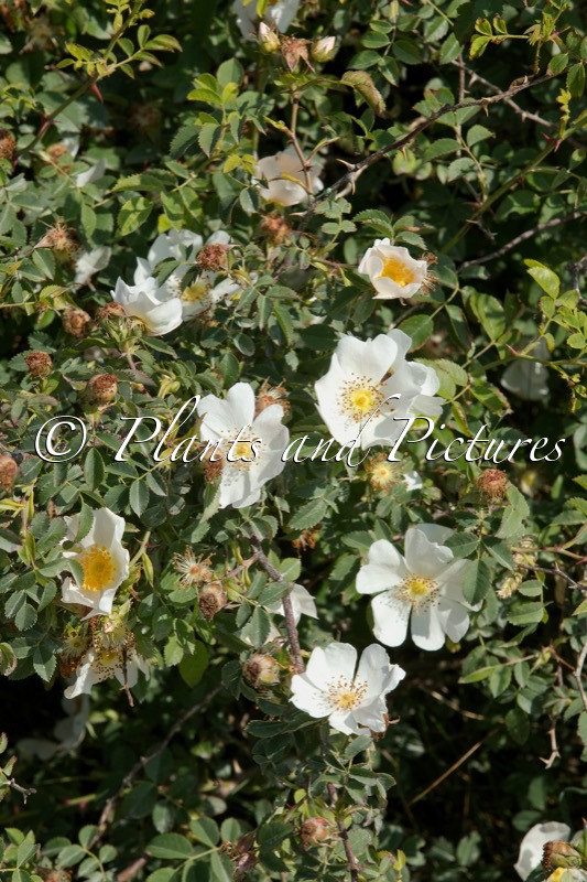 Rosa canina