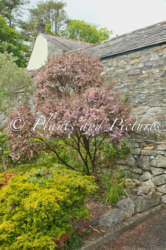 Leptospermum scoparium ‘Apple Blossom’