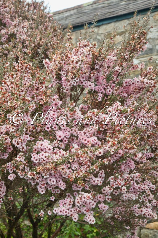 Leptospermum scoparium ‘Apple Blossom’