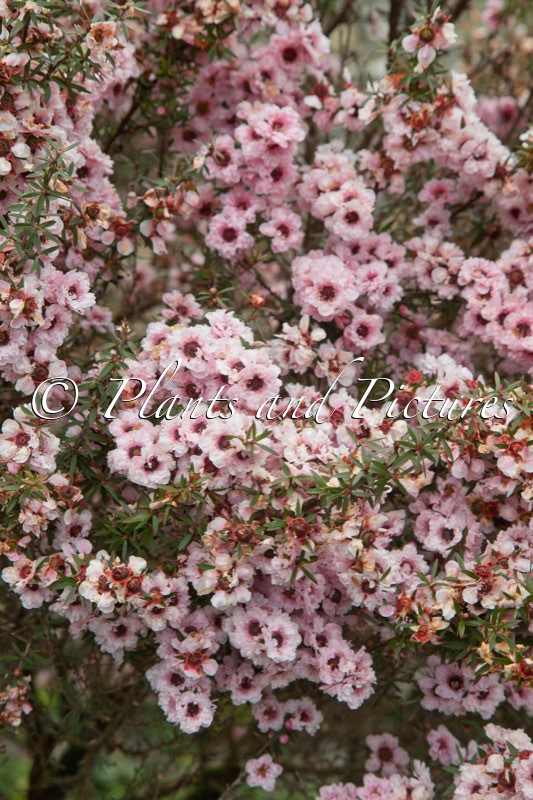 Leptospermum scoparium ‘Apple Blossom’